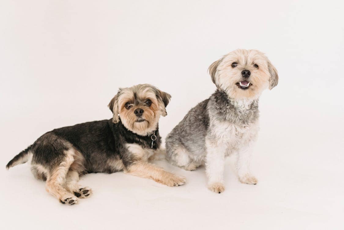 5 Popular Mobile Grooming Services for Every Dog Breed