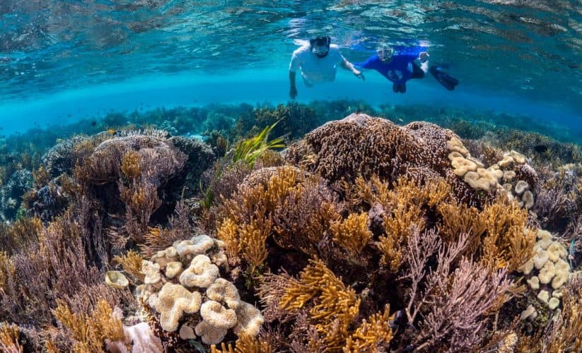The Dollar-Per-Guest Program Quietly Reshaping Who Pays for Kona’s Snorkel Reefs