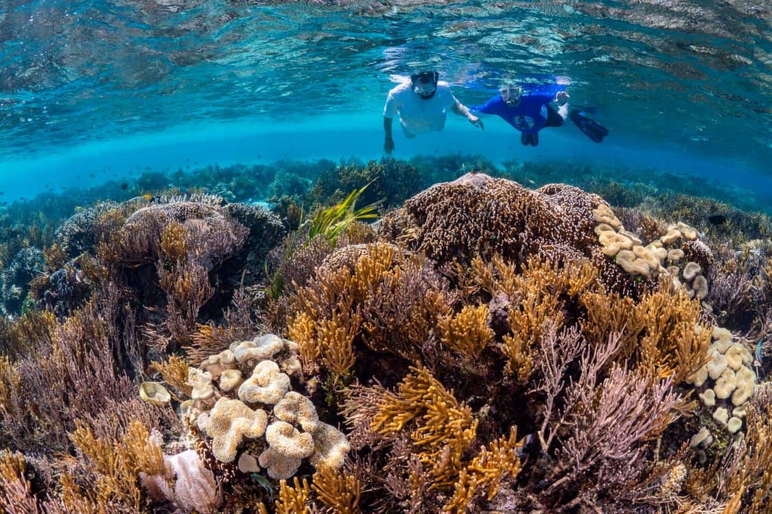 The Dollar-Per-Guest Program Quietly Reshaping Who Pays for Kona’s Snorkel Reefs